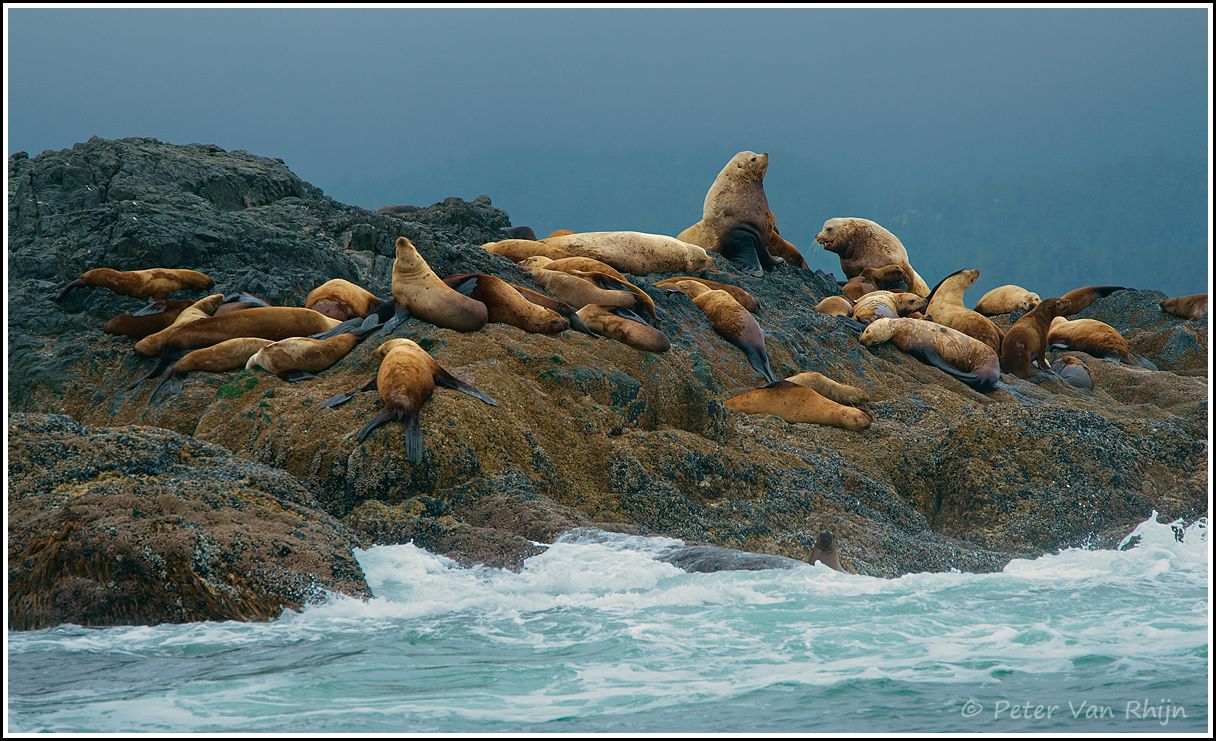 Steller's Sea Lions (Eumetopias jubatas) Peter Van Rhijn Photography